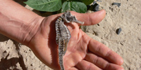 Ilha do Guajirú - The ecological paradise!